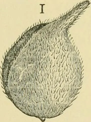 An illustration from The microscopy of vegetable foods, 1906, leaf 234