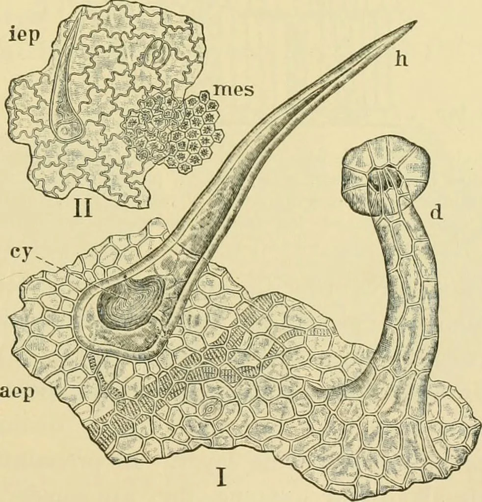 An illustration from The microscopy of vegetable foods, 1906, leaf 234