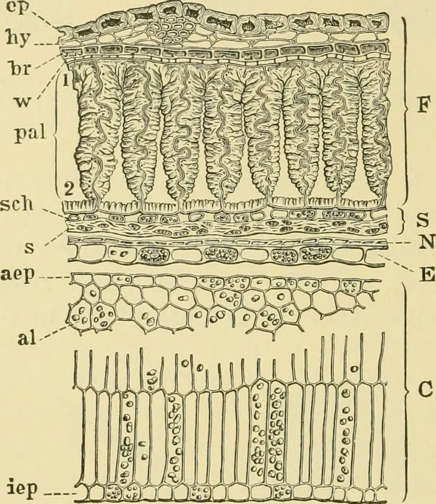 An illustration from The microscopy of vegetable foods, 1906, leaf 235