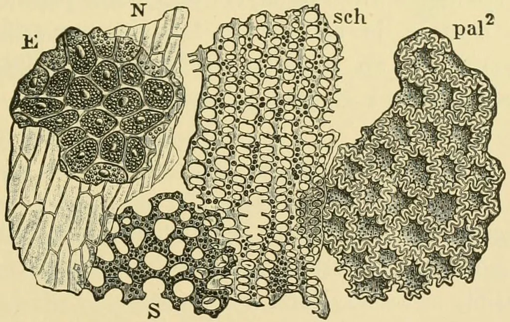 An illustration from The microscopy of vegetable foods, 1906, leaf 236
