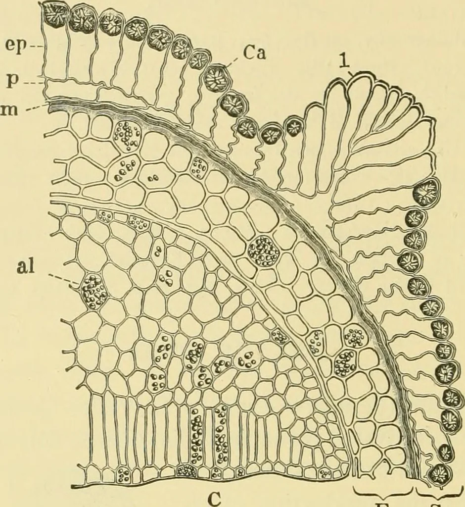 An illustration from The microscopy of vegetable foods, 1906, leaf 239