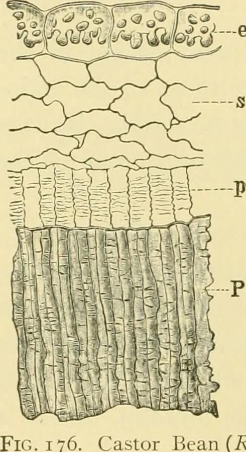 An illustration from The microscopy of vegetable foods, 1906, leaf 241