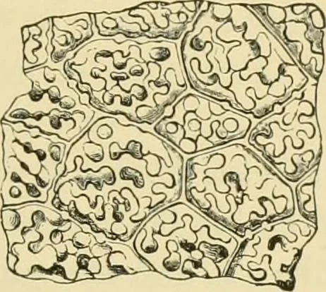 An illustration from The microscopy of vegetable foods, 1906, leaf 242