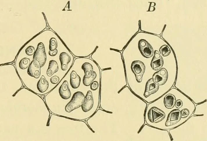 An illustration from The microscopy of vegetable foods, 1906, leaf 242