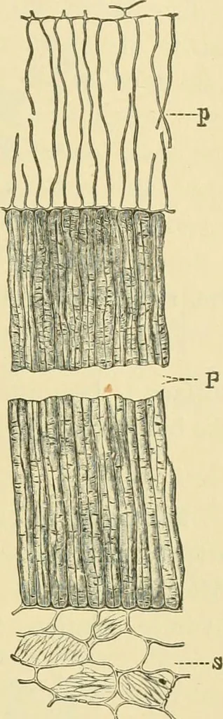 An illustration from The microscopy of vegetable foods, 1906, leaf 244