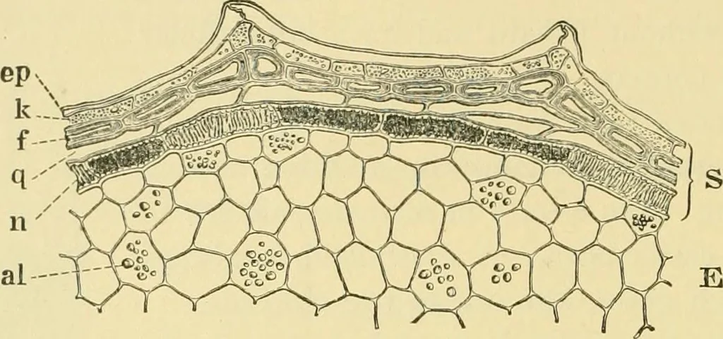 An illustration from The microscopy of vegetable foods, 1906, leaf 245