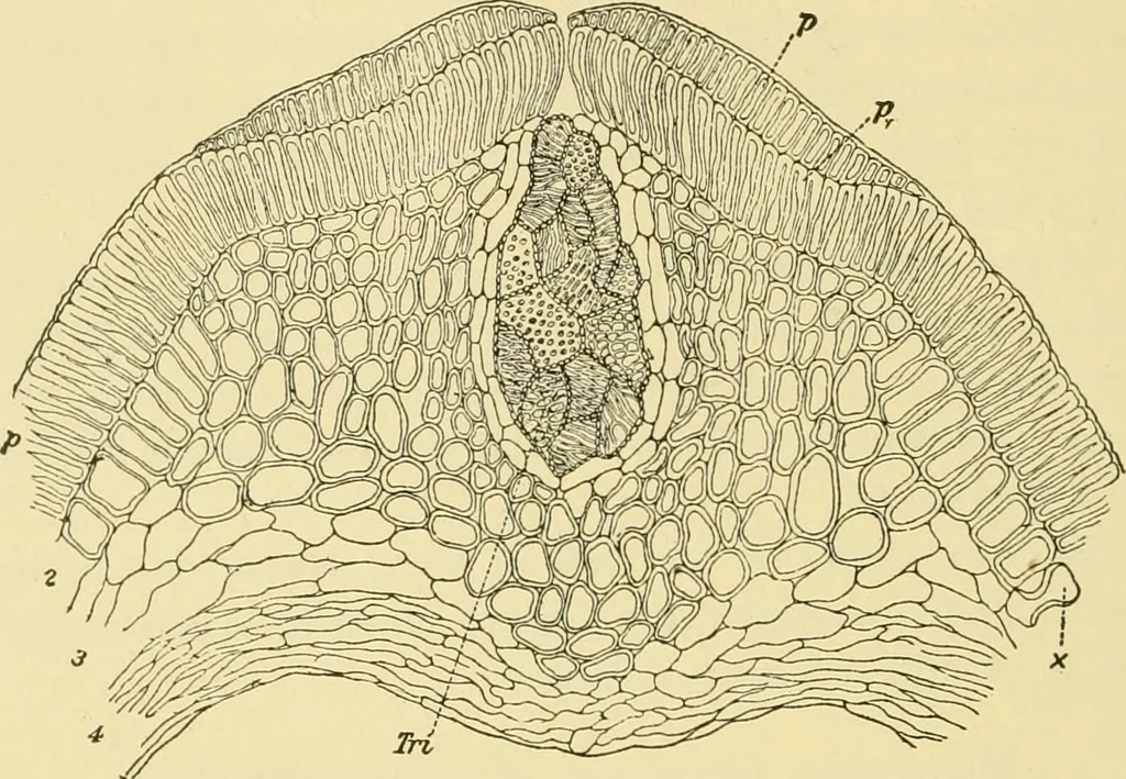 An illustration from The microscopy of vegetable foods, 1906, leaf 255