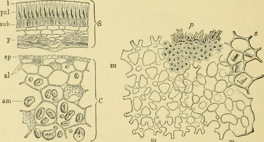 An illustration from The microscopy of vegetable foods, 1906, leaf 259