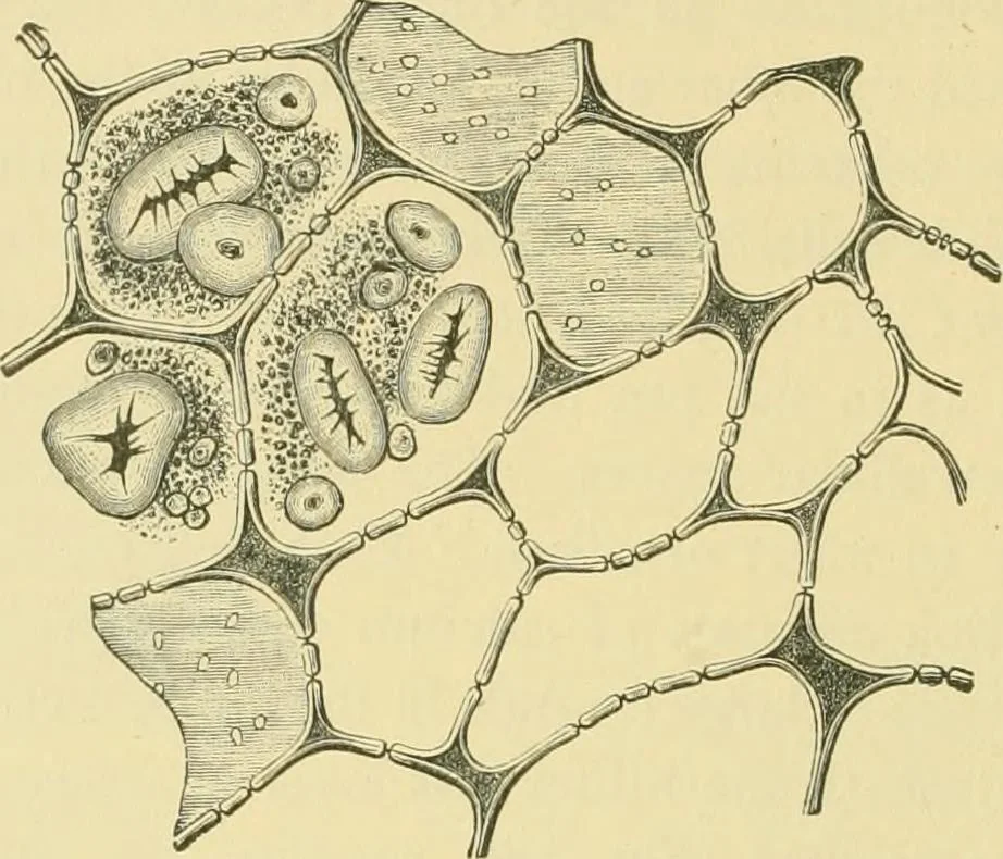 An illustration from The microscopy of vegetable foods, 1906, leaf 261