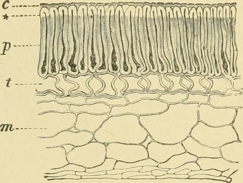 An illustration from The microscopy of vegetable foods, 1906, leaf 264