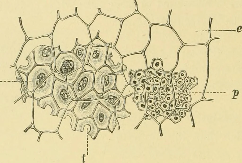An illustration from The microscopy of vegetable foods, 1906, leaf 265