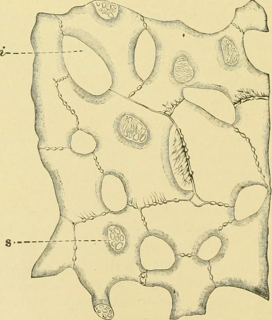 An illustration from The microscopy of vegetable foods, 1906, leaf 265