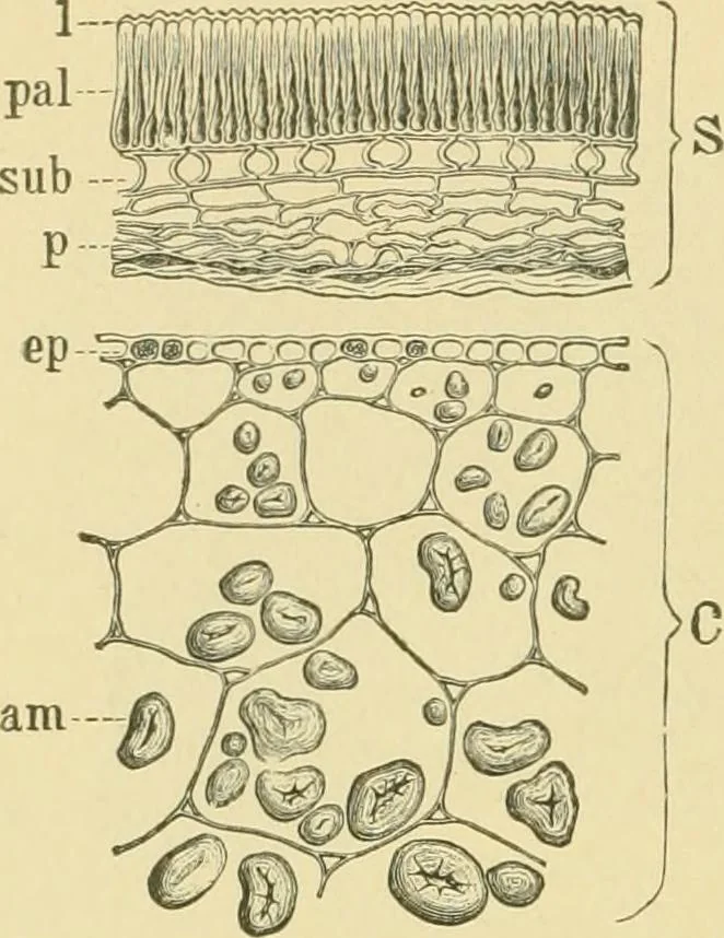 An illustration from The microscopy of vegetable foods, 1906, leaf 267