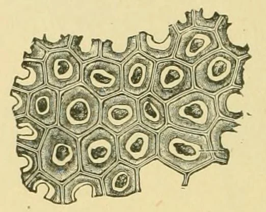 An illustration from The microscopy of vegetable foods, 1906, leaf 267
