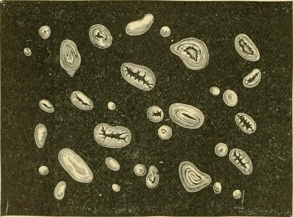An illustration from The microscopy of vegetable foods, 1906, leaf 267