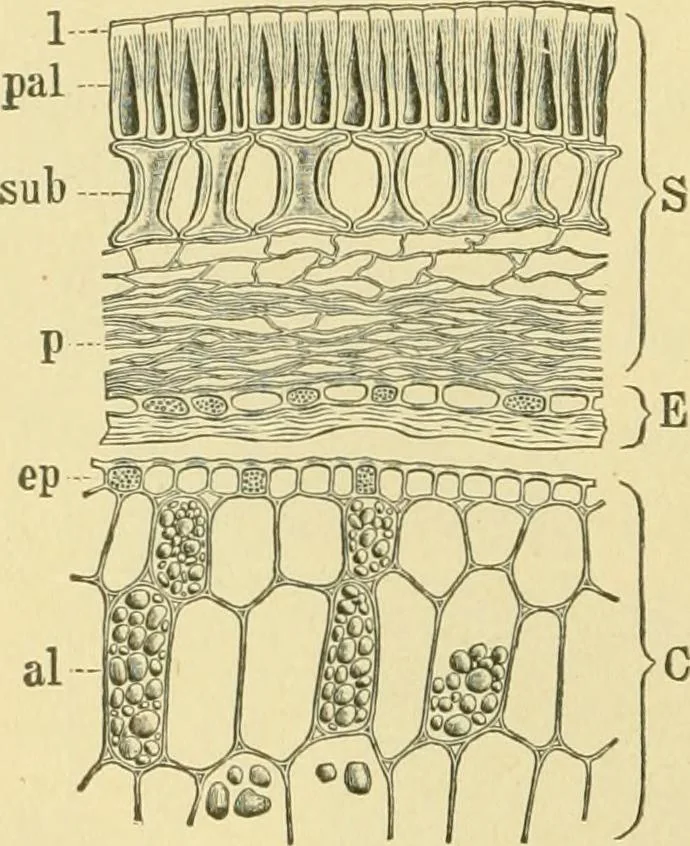 An illustration from The microscopy of vegetable foods, 1906, leaf 269