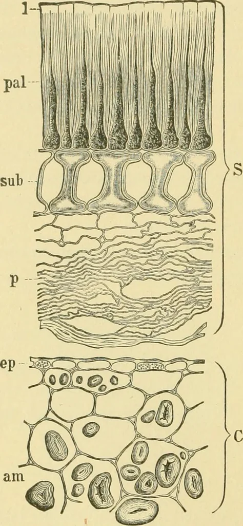 An illustration from The microscopy of vegetable foods, 1906, leaf 271