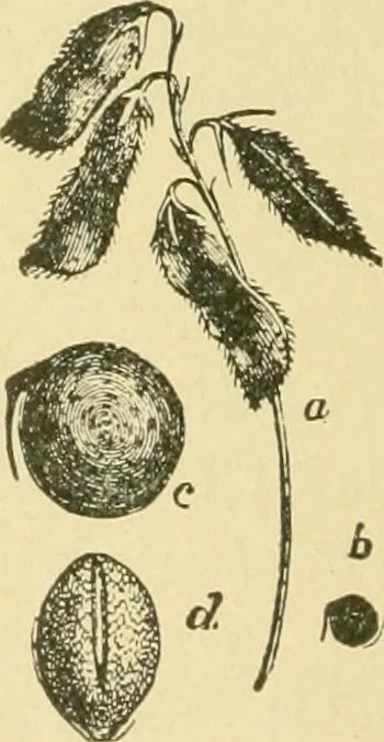 An illustration from The microscopy of vegetable foods, 1906, leaf 273