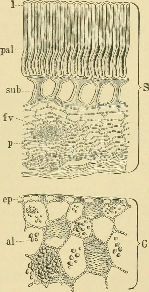 An illustration from The microscopy of vegetable foods, 1906, leaf 274