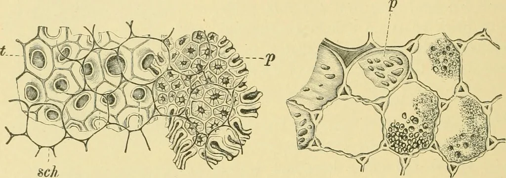 An illustration from The microscopy of vegetable foods, 1906, leaf 275