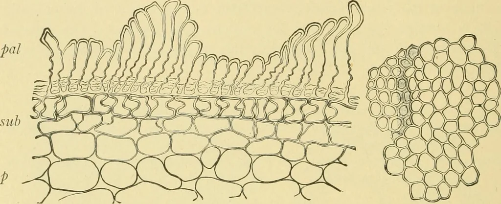 An illustration from The microscopy of vegetable foods, 1906, leaf 277