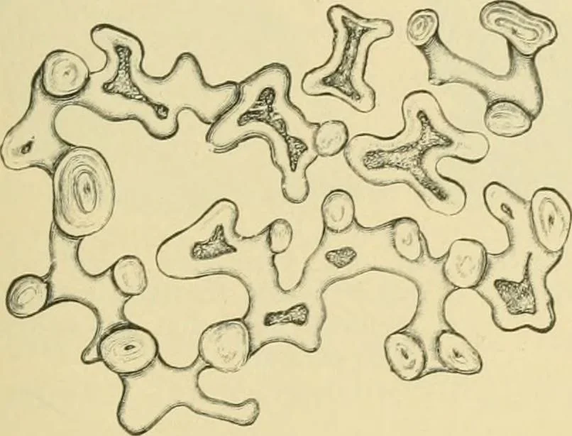An illustration from The microscopy of vegetable foods, 1906, leaf 280