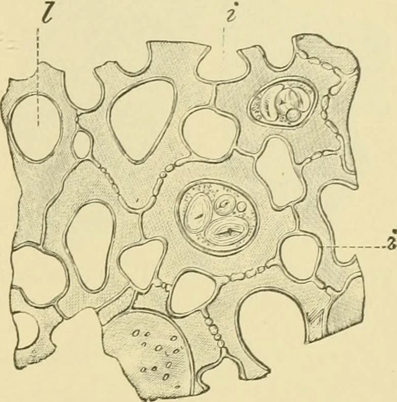An illustration from The microscopy of vegetable foods, 1906, leaf 280