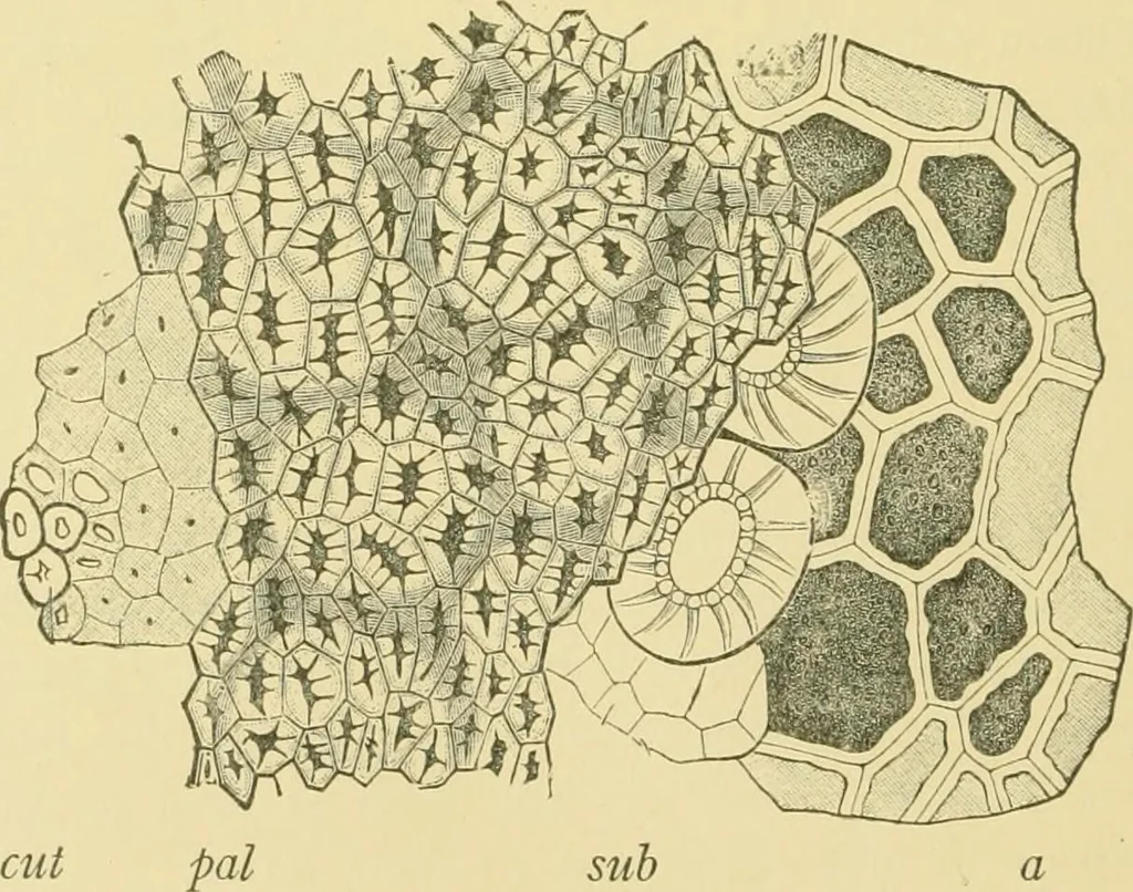 An illustration from The microscopy of vegetable foods, 1906, leaf 281