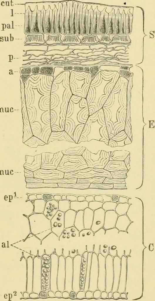 An illustration from The microscopy of vegetable foods, 1906, leaf 282