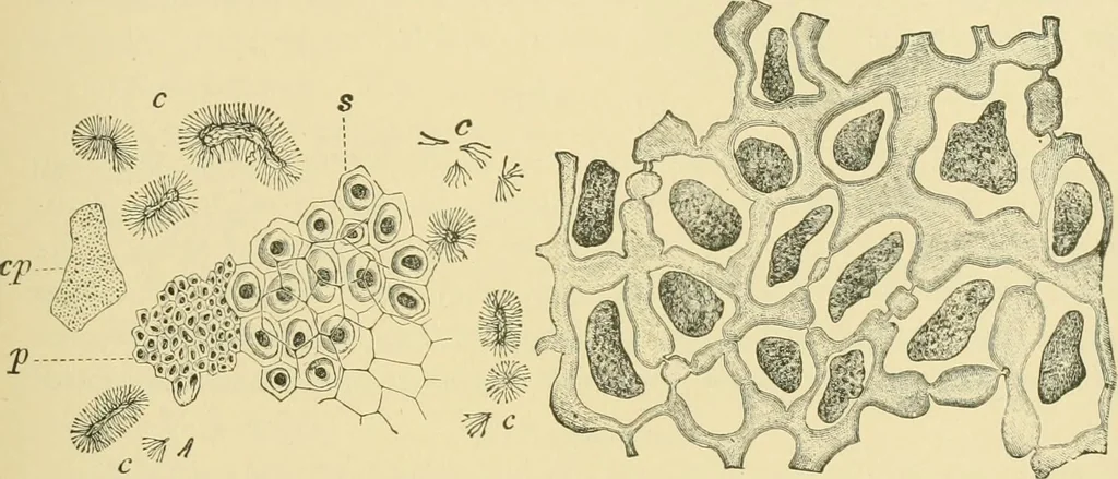 An illustration from The microscopy of vegetable foods, 1906, leaf 284