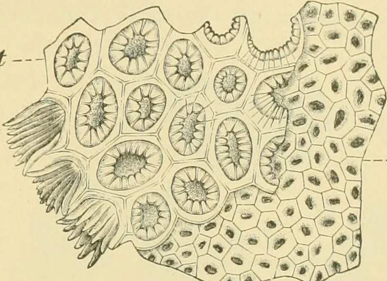 An illustration from The microscopy of vegetable foods, 1906, leaf 286
