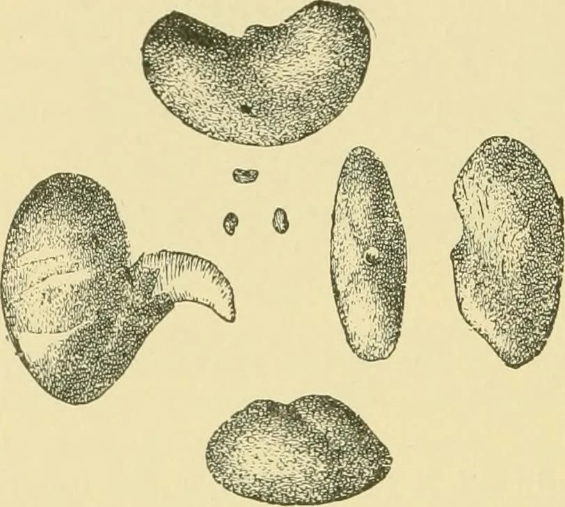 An illustration from The microscopy of vegetable foods, 1906, leaf 287
