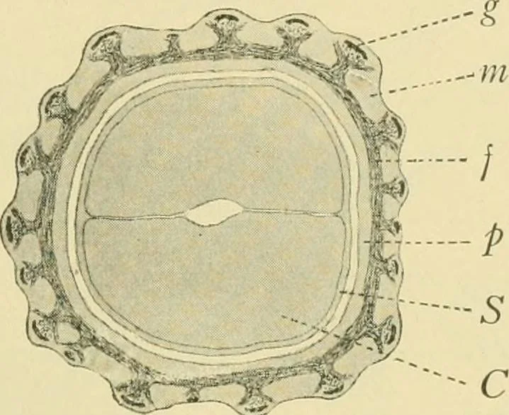 An illustration from The microscopy of vegetable foods, 1906, leaf 288
