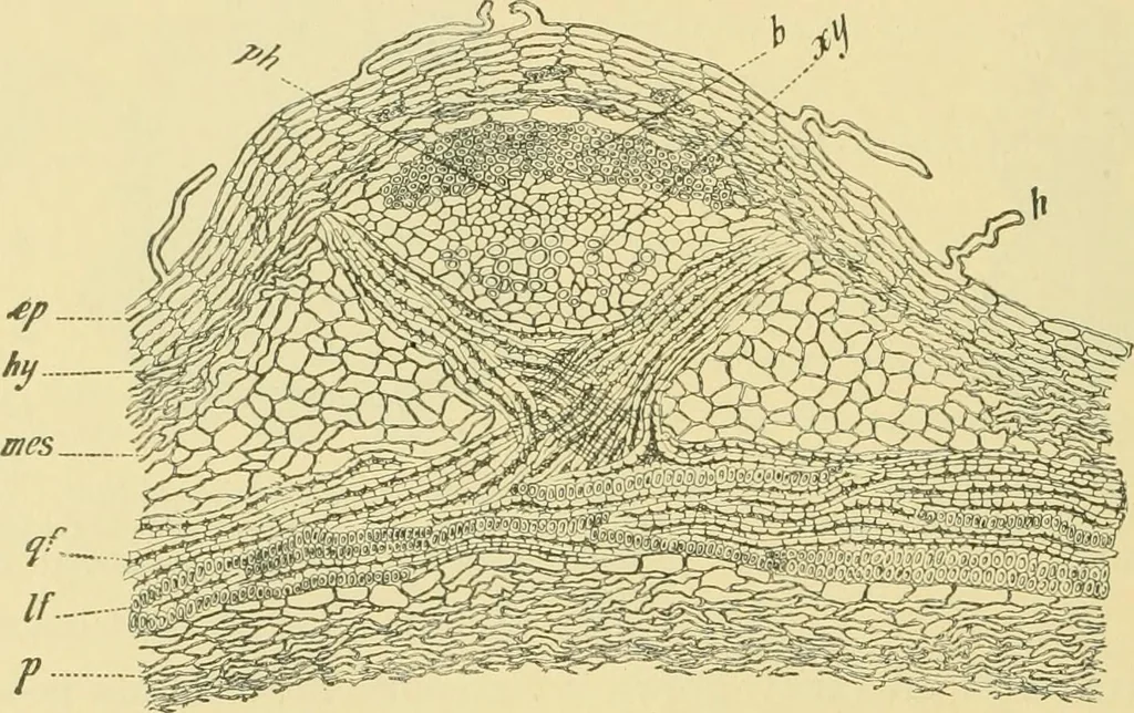 An illustration from The microscopy of vegetable foods, 1906, leaf 289