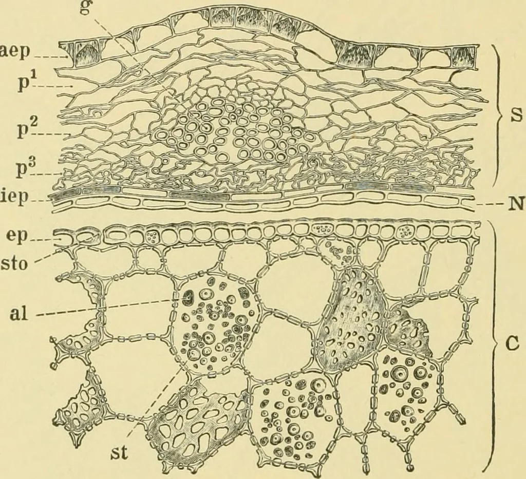 An illustration from The microscopy of vegetable foods, 1906, leaf 291