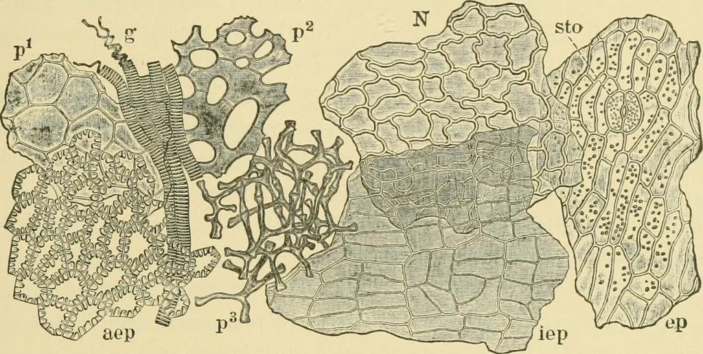 An illustration from The microscopy of vegetable foods, 1906, leaf 292
