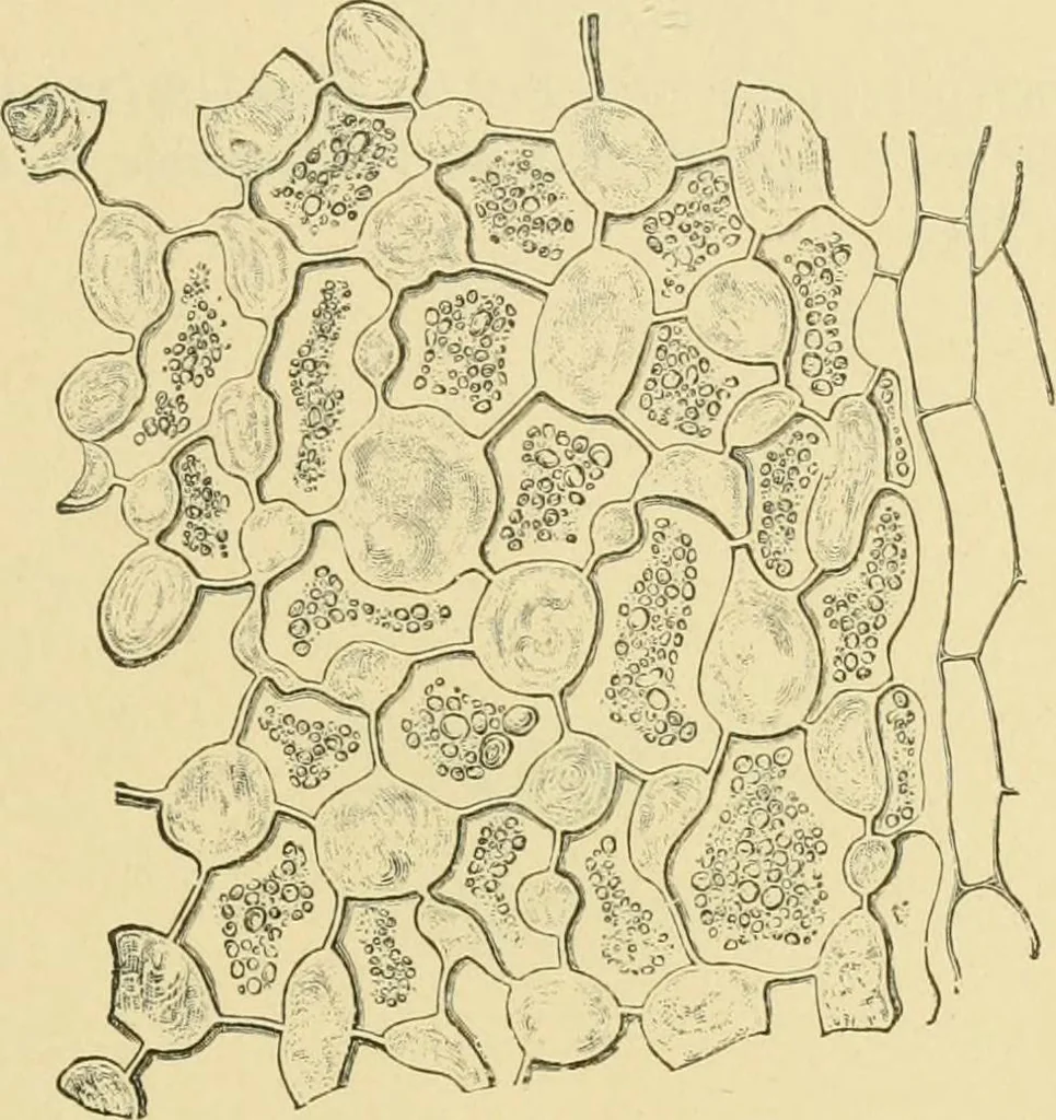 An illustration from The microscopy of vegetable foods, 1906, leaf 298