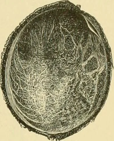 An illustration from The microscopy of vegetable foods, 1906, leaf 304