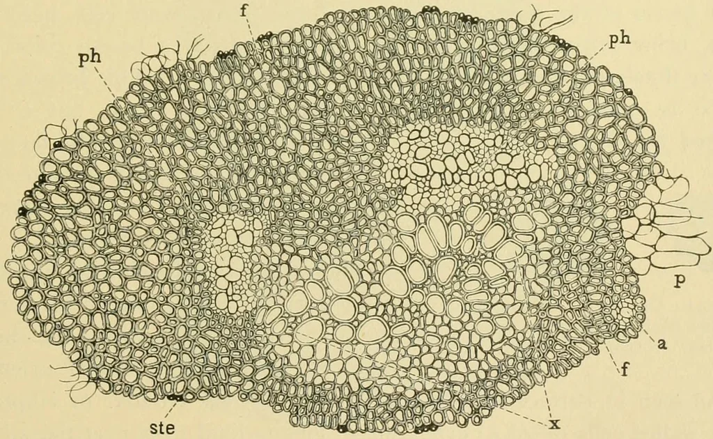 An illustration from The microscopy of vegetable foods, 1906, leaf 304