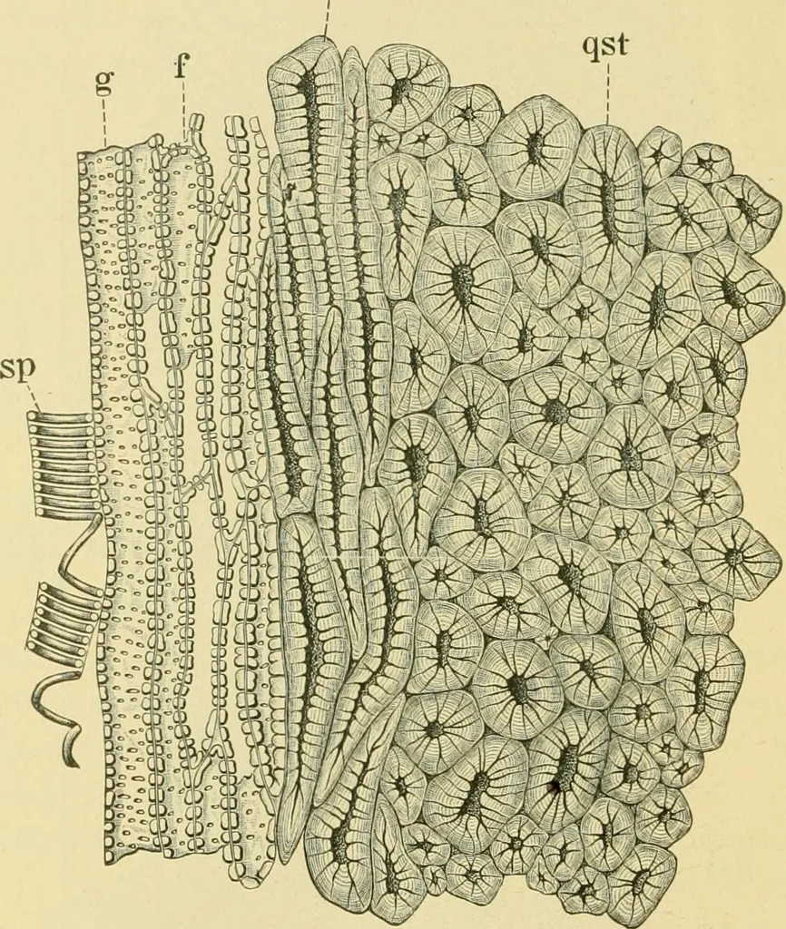 An illustration from The microscopy of vegetable foods, 1906, leaf 307