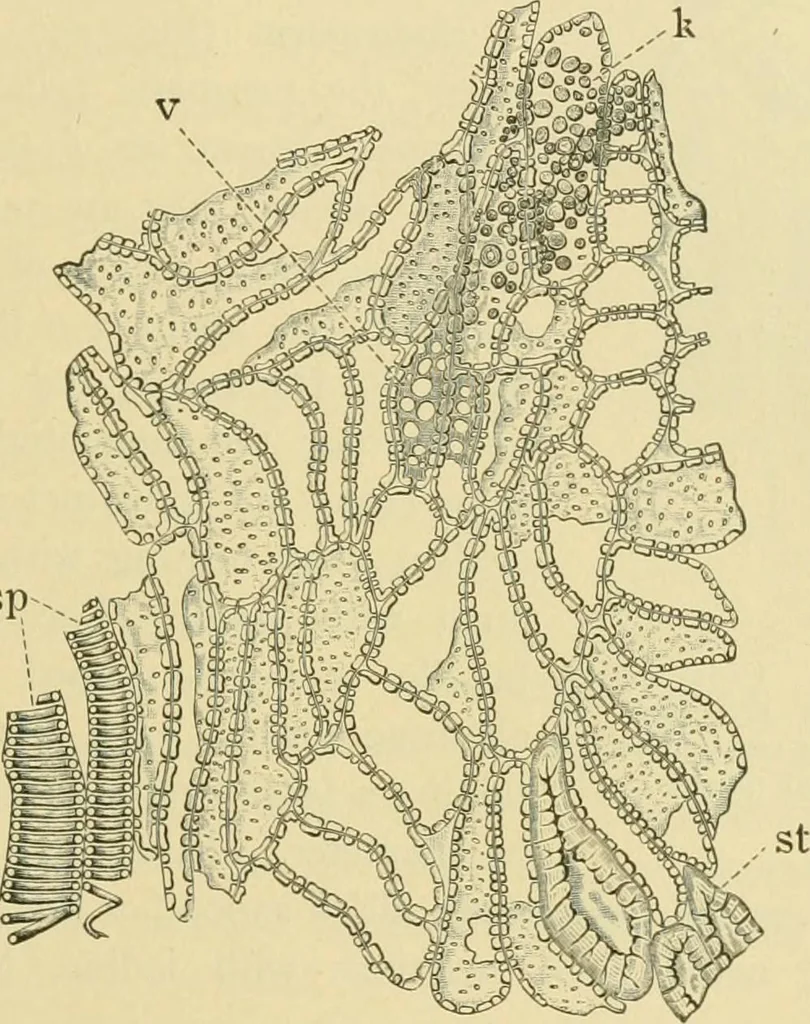 An illustration from The microscopy of vegetable foods, 1906, leaf 308