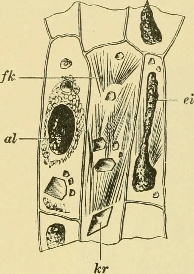 An illustration from The microscopy of vegetable foods, 1906, leaf 309