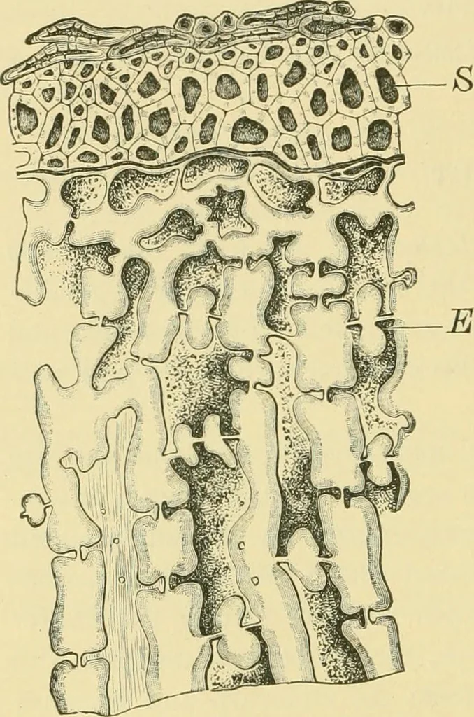An illustration from The microscopy of vegetable foods, 1906, leaf 315