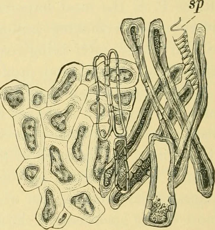 An illustration from The microscopy of vegetable foods, 1906, leaf 315