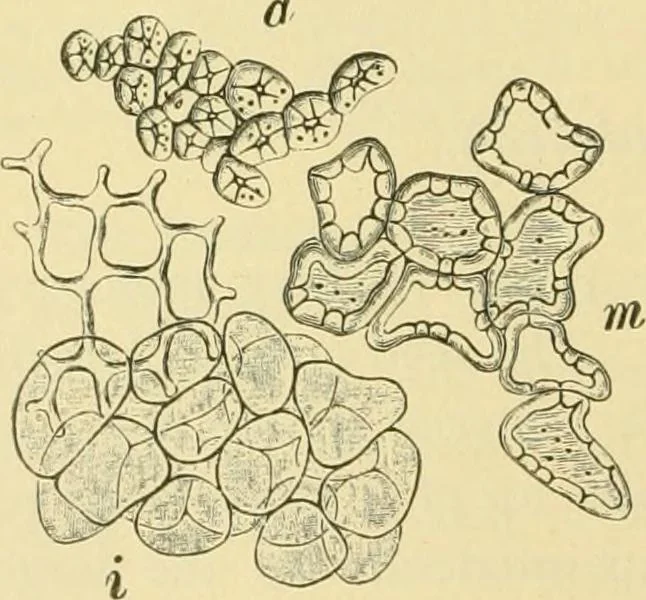 An illustration from The microscopy of vegetable foods, 1906, leaf 317