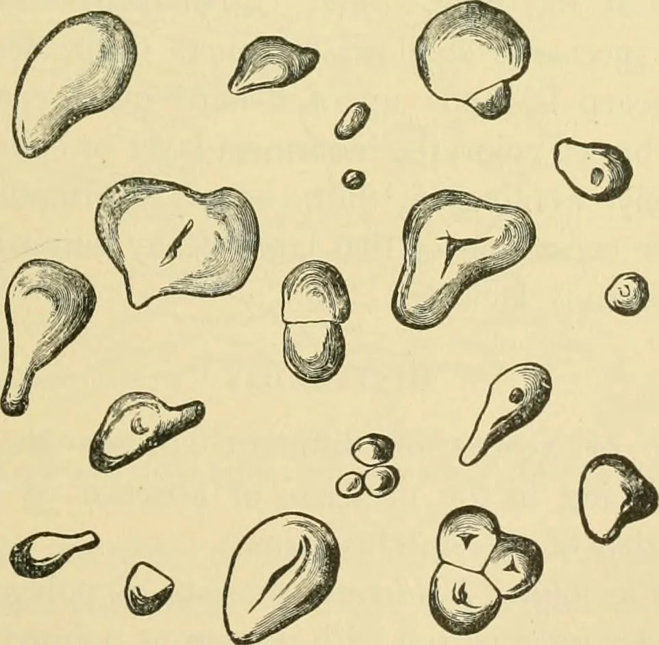 An illustration from The microscopy of vegetable foods, 1906, leaf 322