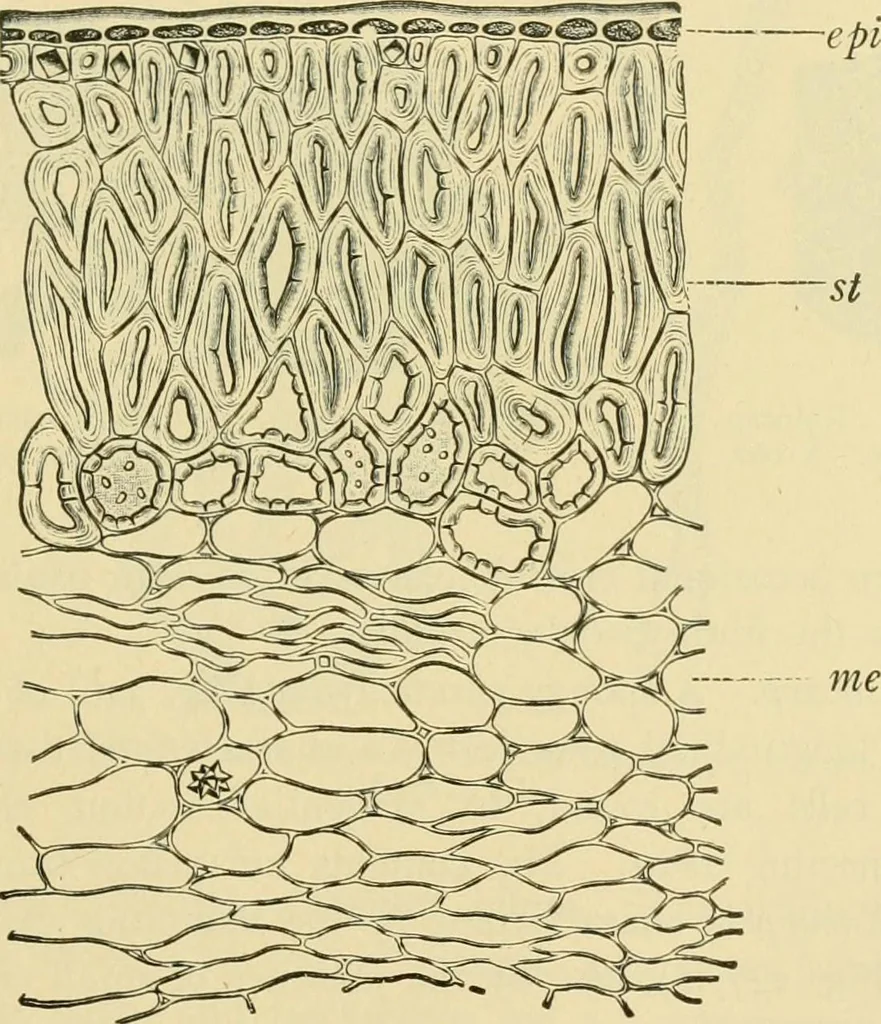 An illustration from The microscopy of vegetable foods, 1906, leaf 324
