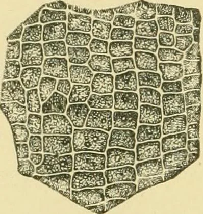 An illustration from The microscopy of vegetable foods, 1906, leaf 325