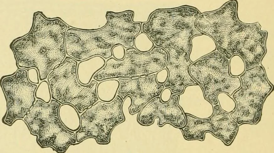 An illustration from The microscopy of vegetable foods, 1906, leaf 325