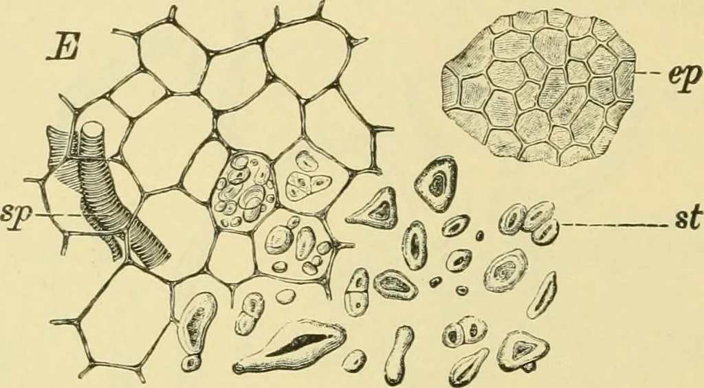 An illustration from The microscopy of vegetable foods, 1906, leaf 327